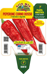 Immagine illustrativa: Peperone Corno rosso Gimbotop F1. La pianta ricevuta può avere dimensioni e sviluppo diversi.