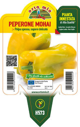 Peperone giallo Mohai F1 - 1 pianta innestata v.10 cm - Orto Mio Orto Mio (2496716)