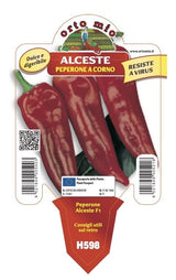 Peperone pescarese Capricorn F1 - Alceste - 1 pianta v.10 cm - Orto Mio Orto Mio (2496724)