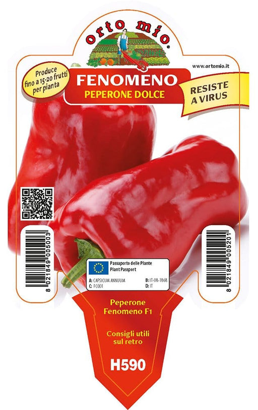 Peperone rosso Fenomeno F1-Macio F1 - 1 pianta v.10 cm - Orto Mio Orto Mio (2496731)