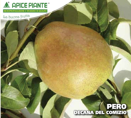 Pero Decana del Comizio - v. 20 cm - Apice Piante Apice piante (2496749)