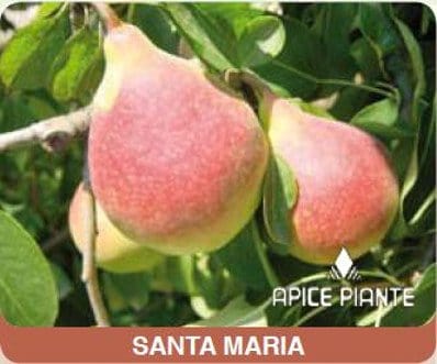 Pero Santa Maria - V. 24 cm - Apice Piante Apice piante