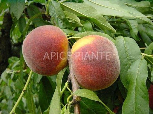 Pesco Fayette - v. 24 cm - Apice Piante Apice piante (2496761)