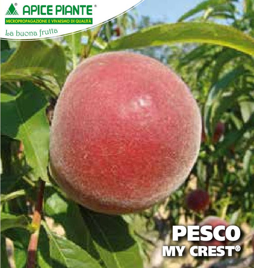 Pesco My Crest - v. 20 cm - Apice Piante Apice piante (2496762)