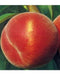 Pesco Red Heaven - v. 20 cm - Apice Piante Apice piante (2496764)