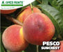 Pesco Suncrest - v. 20 cm - Apice Piante Apice piante
