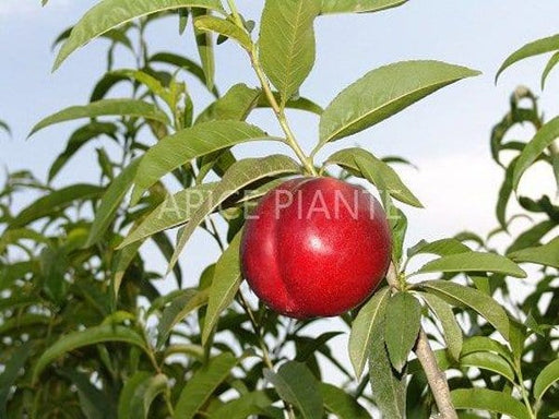 Pesconoce Firebrite - v. 20 cm - Apice Piante Apice piante (2496769)