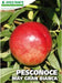 Pesconoce May Grand Bianca - v. 20 cm - Apice Piante Apice piante