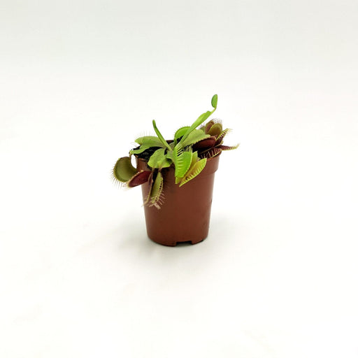 Pianta Carnivora Dionaea -  6 cm MillStore (2496869)