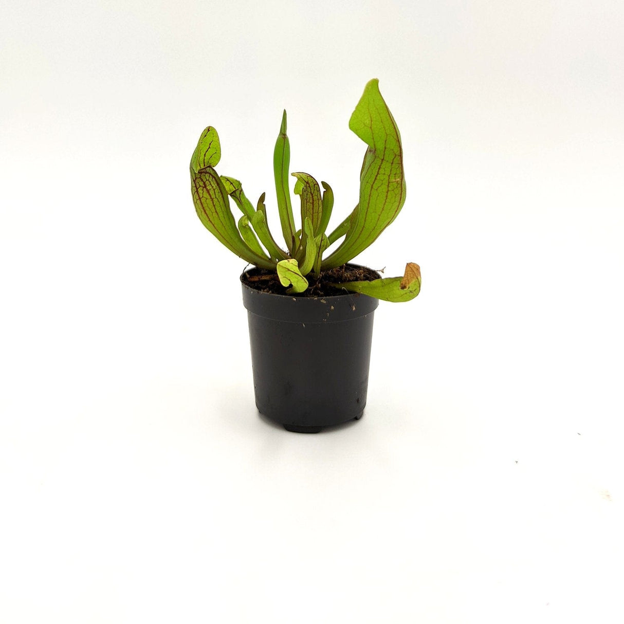 Pianta carnivora Sarracenia Psittacina -  6 cm MillStore (2496871)