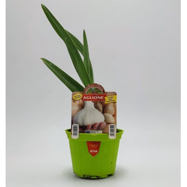 Pianta di Aglione Aglio della Val di Chiana Elephant Garlic - 1 pianta v.10 cm - Orto Mio Orto Mio