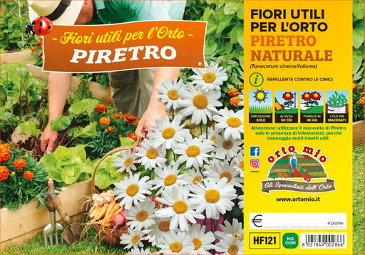Piretro Fiore utile - 4 piante - Orto Mio Orto Mio (2496929)