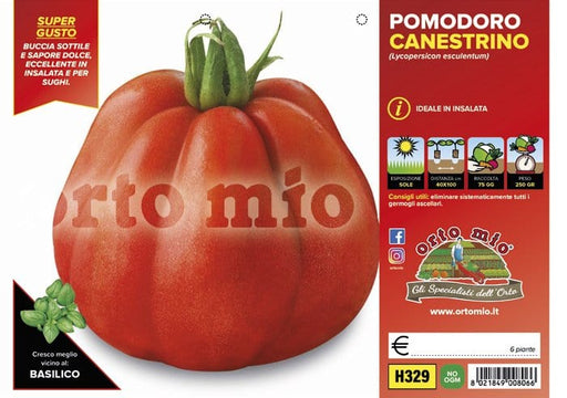 Pomodoro a cuore varietà antiche canestrino di Lucca SB 022 F1 - 1 pianta v.10 cm - Orto Mio Orto Mio (2496995)