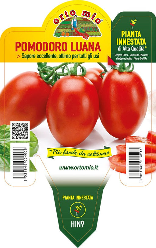 Pomodoro allungato speciale ovale Luana F1 - 1 pianta Innestata v.14 cm - Orto Mio Orto Mio (2497000)