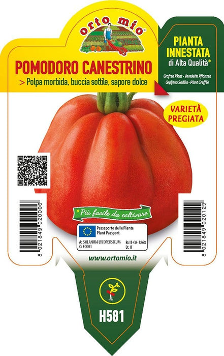 Pomodoro Canestrino di Lucca SB 022 F1 - 1 pianta innestata v.10 cm - Orto Mio Orto Mio (2497004)