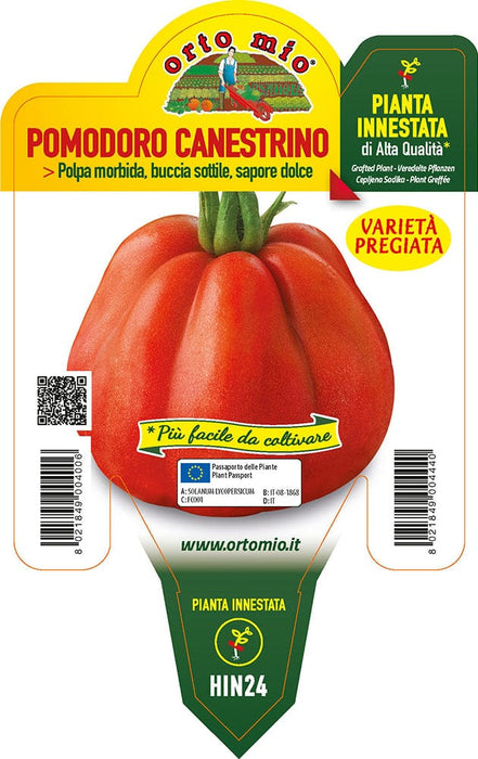 Pomodoro Canestrino di Lucca SB 022 F1 - 1 pianta innestata v.14 cm - Orto Mio Orto Mio (2497005)