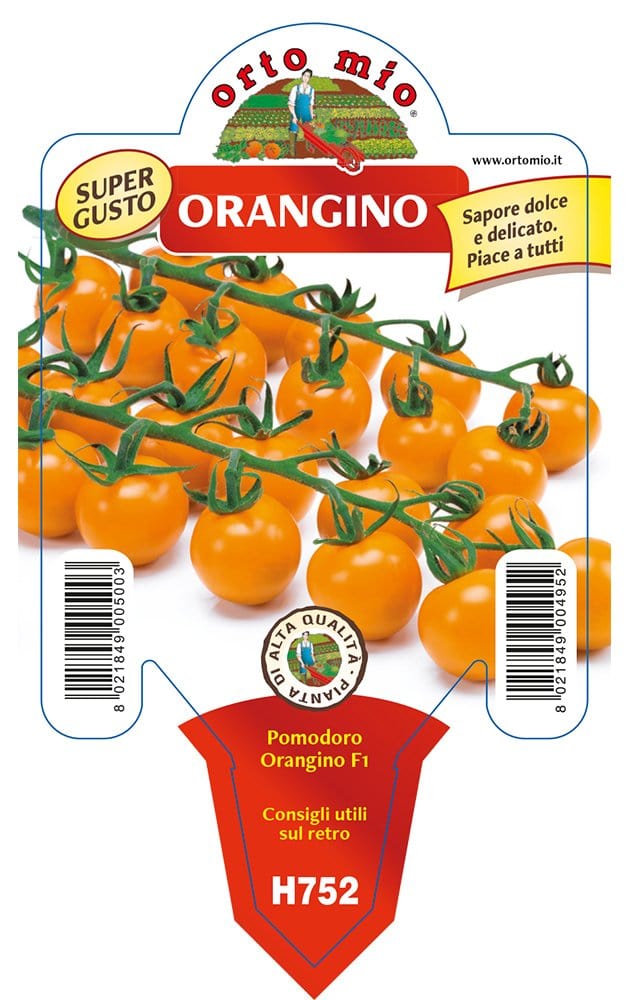 Pomodoro ciliegino arancio Orangino F1 - 1 pianta v.10 cm - Orto Mio Orto Mio (2497007)