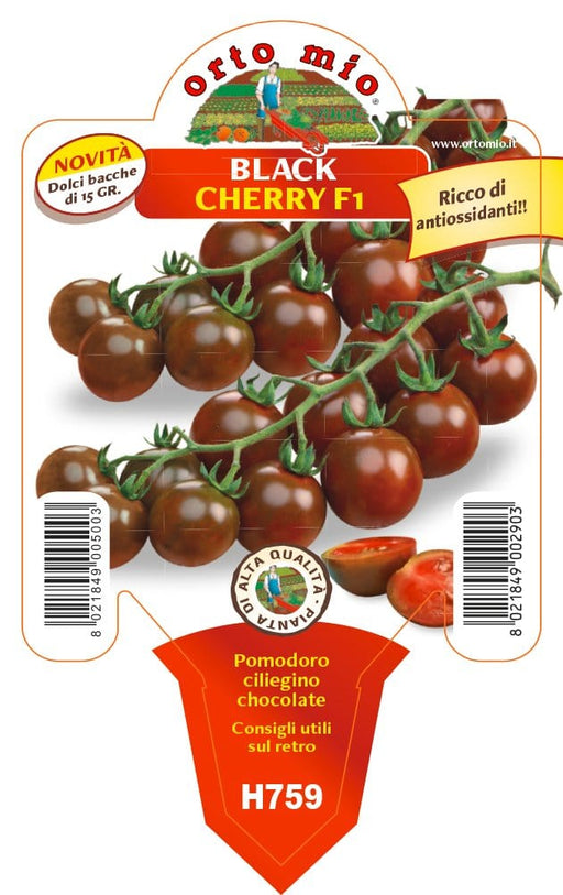 Pomodoro ciliegino chocolate Black Cherry F1- 1 pianta v.10 cm - Orto Mio Orto Mio (2497011)