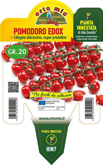 Pomodoro ciliegino Edox - 1 pianta vaso 14 - Orto Mio Orto Mio