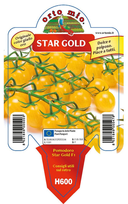Pomodoro ciliegino giallo Star Gold F1 - 1 pianta v.10 cm - Orto Mio Orto Mio