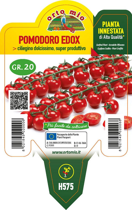 Pomodoro ciliegino Paki F1-Edox F1 - 1 pianta Innestata v.10 cm - Orto Mio Orto Mio (2497017)