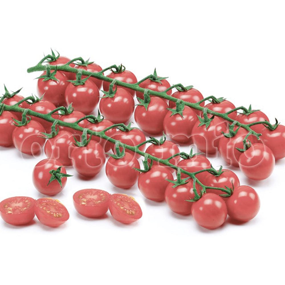 Pomodoro ciliegino Rosa Sunpeach - 1 pianta v.10 cm - Orto Mio Orto Mio
