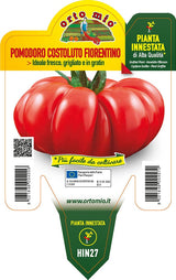 Immagine illustrativa: Pomodoro costoluto fiorentino innestato Cosimo F1. La pianta ricevuta può avere dimensioni e sviluppo diversi.