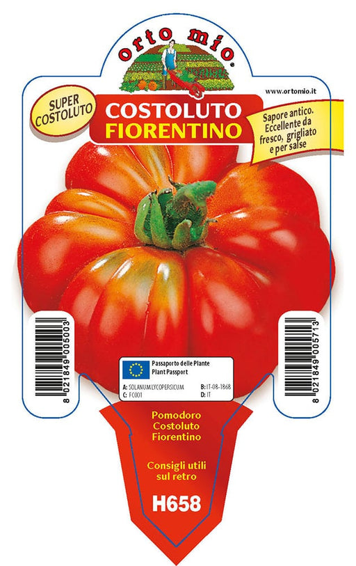 Pomodoro costoluto fiorentino Successo F1 - 1 pianta v.10 - Orto Mio Orto Mio (2497027)