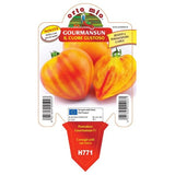 Pomodoro Cuore dolce var. Gourmansun F1 (res. a Peronospora e TSWV) - 1 pianta v.10 cm - Orto Mio Orto Mio (2497040)
