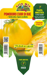 Immagine illustrativa: Pomodoro cuore ligure giallo F1 innestato. La pianta ricevuta può avere dimensioni e sviluppo diversi.