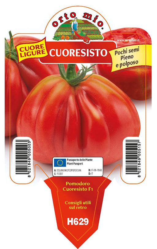 Pomodoro Cuoresisto cuore ligure - 1 pianta Vaso Cm. 10 - Orto Mio Orto Mio (2497043)