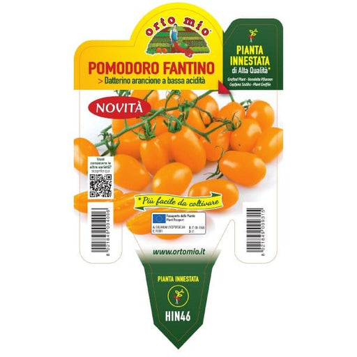 Pomodoro Datterino arancio Fantino var. Datlo F1 - 1 pianta innesta v.14 - Orto Mio Orto Mio