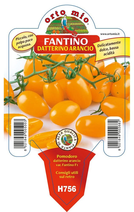 Pomodoro Datterino Arancione Fantino F1 - 1 pianta vaso 10 cm - Orto Mio Orto Mio (2497053)