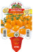 Pomodoro Datterino Arancione Fantino F1 - 1 pianta vaso 10 cm - Orto Mio Orto Mio (2497053)