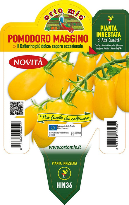 Pomodoro datterino giallo Maggino F1 - 1 pianta innestata v.14 cm - Orto Mio Orto Mio (2497058)