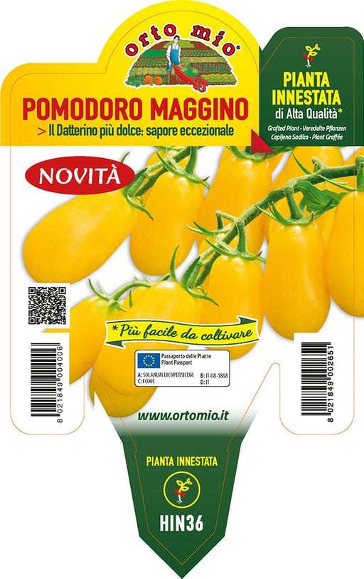 Pomodoro datterino giallo Maggino F1 - 1 pianta innestata v.14 cm - Orto Mio Orto Mio