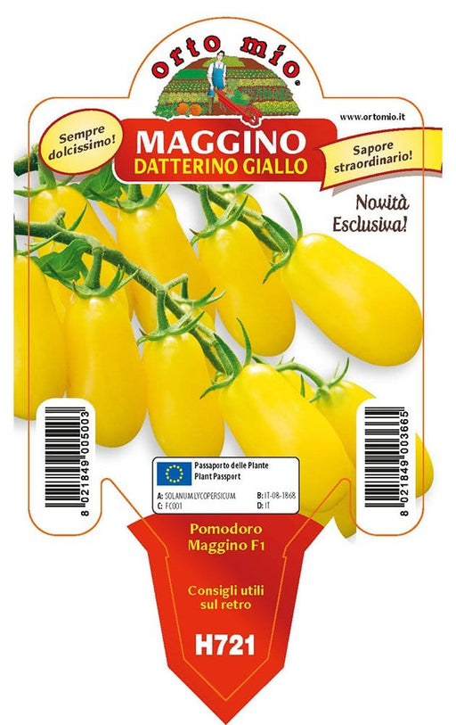 Pomodoro datterino giallo Maggino F1 - 1 pianta v.10 cm - Orto Mio Orto Mio (2497059)