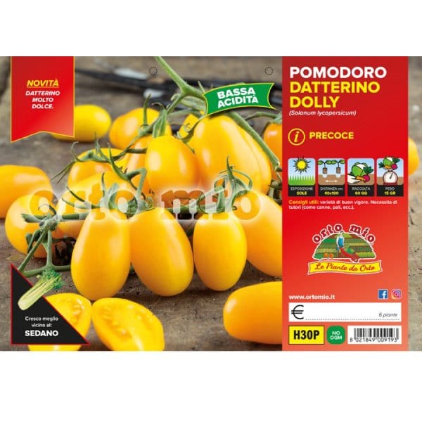 Pomodoro Datterino giallo var. Dolly F1 - 6 piante - Orto Mio Orto Mio (2497060)