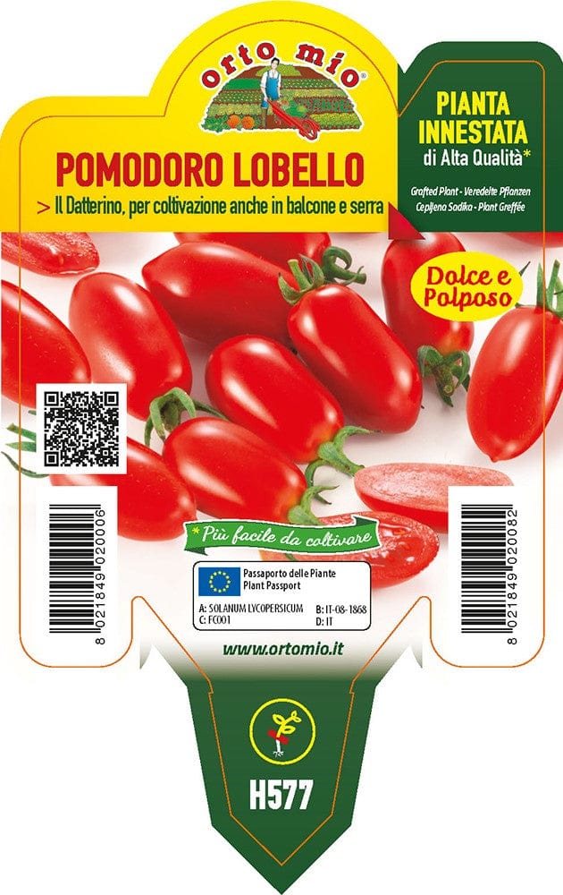 Pomodoro Datterino Lobello F1 - 1 pianta innestata v.10 cm - Orto Mio Orto Mio (2497061)