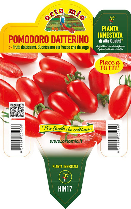 Pomodoro Datterino Lobello F1 - 1 pianta innestata v.14 cm - Orto Mio Orto Mio