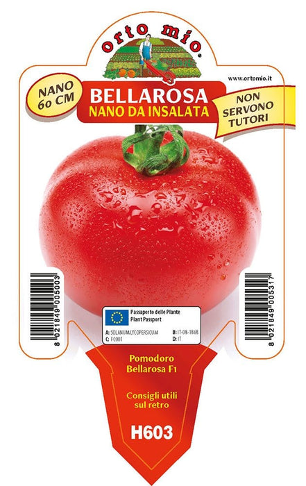 Pomodoro determinato (nano) tondo nano Bellarosa F1 - 1 pianta v.10 cm - Orto Mio Orto Mio