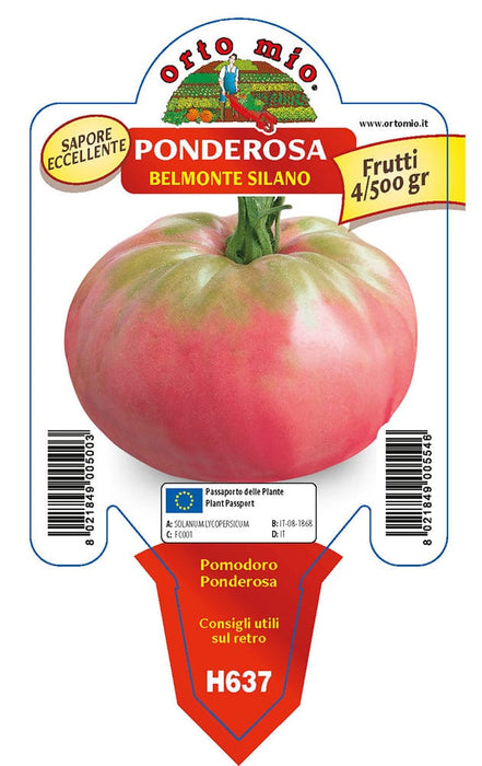 Pomodoro gigante Belmonte silano Ponderosa - 1 pianta v.10 cm - Orto Mio Orto Mio
