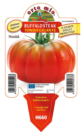 Pomodoro gigante Buffalosteak F1 - 1 pianta vaso 10 cm - Orto Mio Orto Mio (2497077)