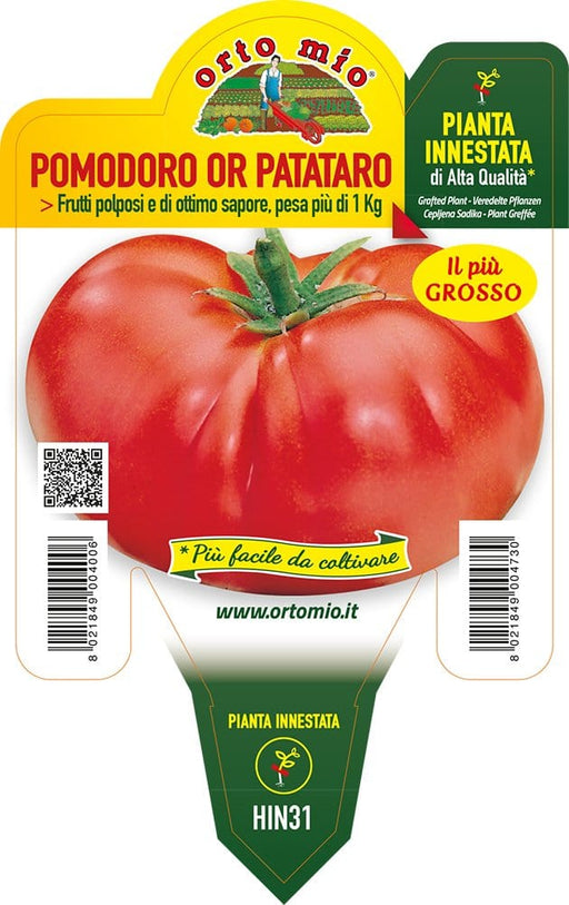 Pomodoro Gigante Or Patataro  - 1 pianta innestata v.14 cm - Orto Mio Orto Mio (2497078)
