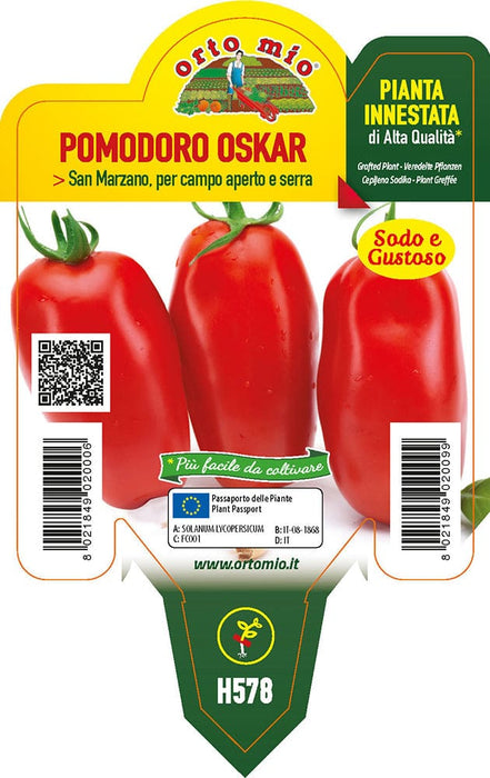 Pomodoro lungo San Marzano Oskar F1 - 1 pianta Innestata v.10 cm - Orto Mio Orto Mio
