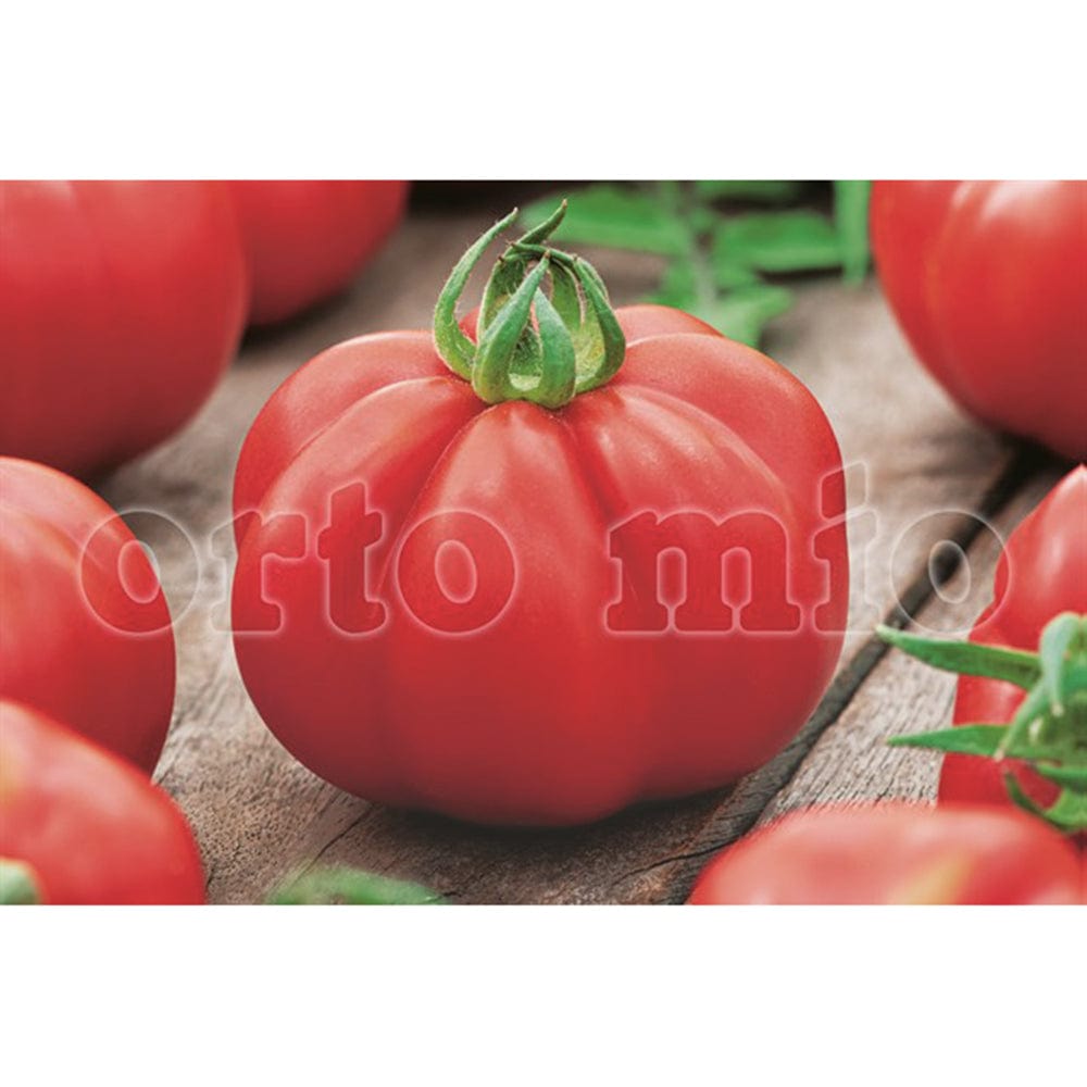 Pomodoro Marmande nano var Extramar F1 - 6 piante - Orto Mio Orto Mio