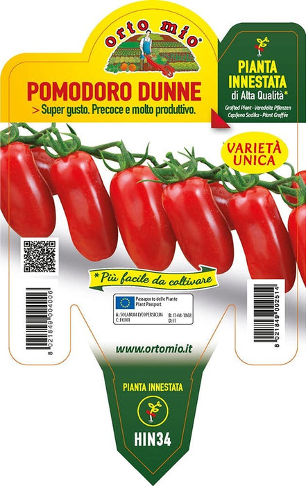 Pomodoro mini perino Dunne F1 - 1 pianta innestata v.14cm - Orto Mio Orto Mio
