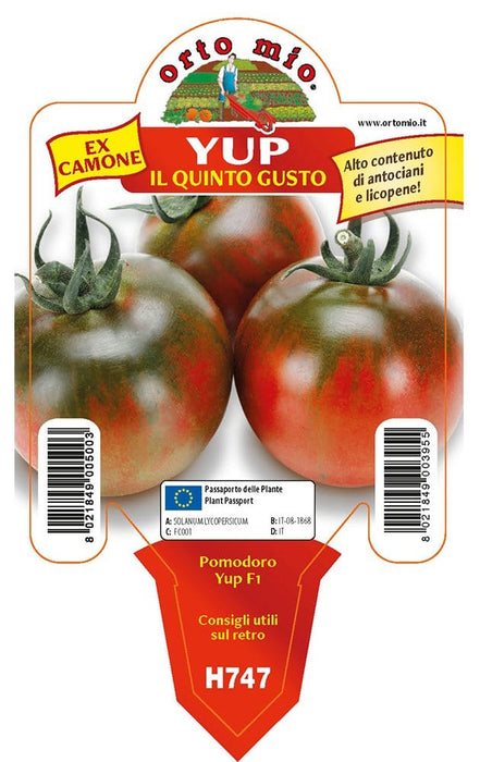 Pomodoro specialità quinto gusto Yup F1 - 1 pianta v.10 cm - Orto Mio Orto Mio