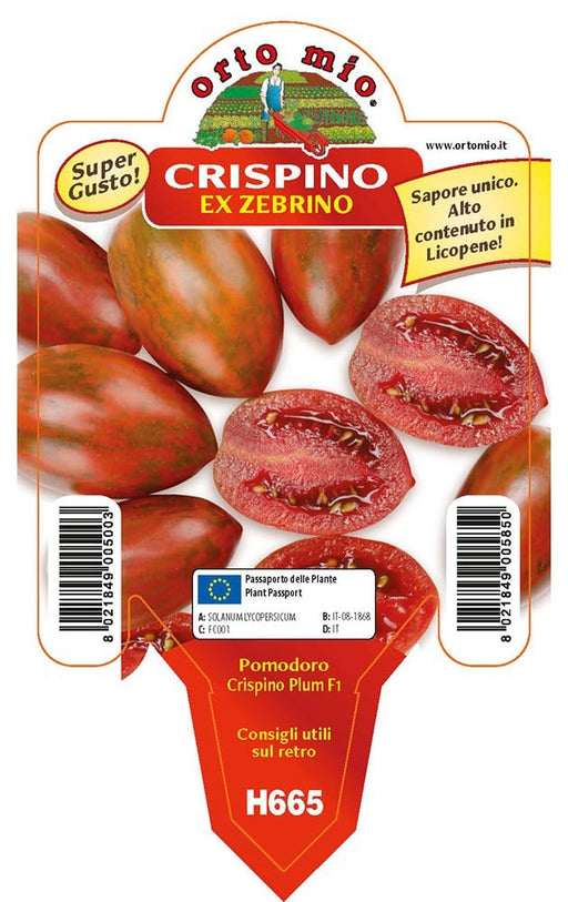 Pomodoro specialità zebrino Crispino Plum F1 - 1 pianta v.10 cm - Orto Mio Orto Mio (2497117)