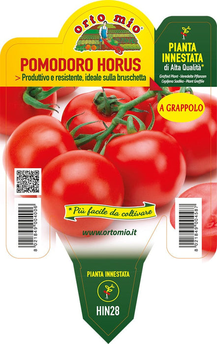 Pomodoro Tondo a Grappolo Horus F1 - 1 pianta innestata v.14 cm - Orto Mio Orto Mio (2497120)
